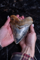 Зуб мегалодона 14,8 см музейного качества