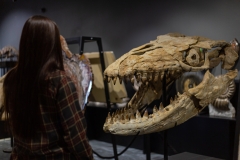 Череп мозазавра Prognathodon overtoni