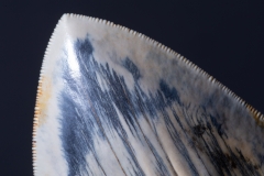 Зуб мегалодона 14,8 см музейного качества