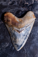 Зуб мегалодона 14,8 см музейного качества