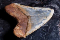 Зуб мегалодона 14,8 см музейного качества