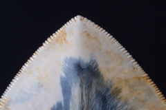 Зуб мегалодона 14,8 см музейного качества