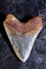 Зуб мегалодона 14,8 см музейного качества