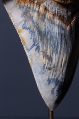 Зуб мегалодона 14,8 см музейного качества