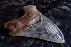 Зуб мегалодона 14,8 см музейного качества