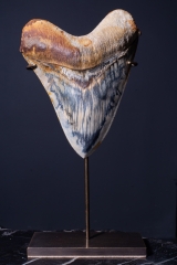 Зуб мегалодона 14,8 см музейного качества