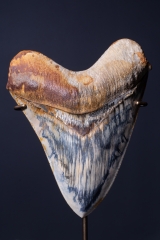 Зуб мегалодона 14,8 см музейного качества