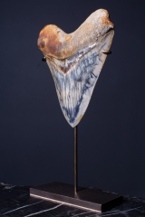 Зуб мегалодона 14,8 см музейного качества