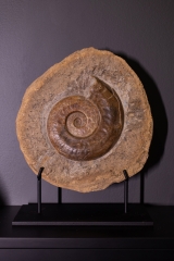 Аммонит Harpoceras sp.