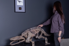 Скелет амфибии Eryops megacephalus