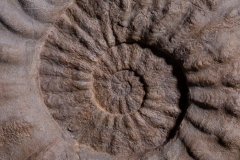 Аммонит Mortoniceras rostratum