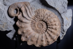 Аммонит Mortoniceras rostratum