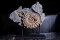 Аммонит Mortoniceras rostratum