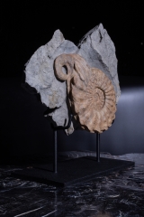 Аммонит Mortoniceras rostratum