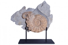 Аммонит Mortoniceras rostratum