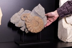 Аммонит Mortoniceras rostratum