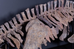 Скелет амфибии Eryops megacephalus