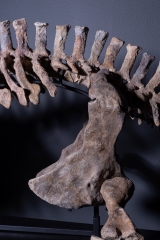 Скелет амфибии Eryops megacephalus