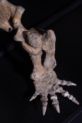 Скелет амфибии Eryops megacephalus