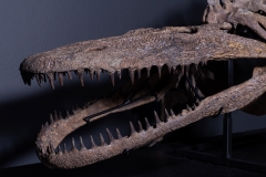 Скелет амфибии Eryops megacephalus