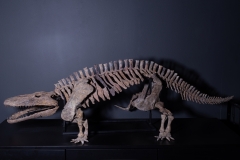 Скелет амфибии Eryops megacephalus