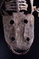 Скелет амфибии Eryops megacephalus