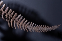 Скелет амфибии Eryops megacephalus