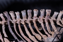 Скелет амфибии Eryops megacephalus