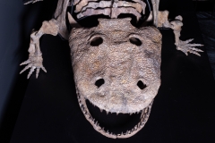 Скелет амфибии Eryops megacephalus