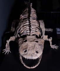 Скелет амфибии Eryops megacephalus