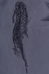 Рыба Asialepidotus shingyiensis и кейхозавры Keichousaurus hui