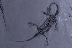 Рыба Asialepidotus shingyiensis и кейхозавры Keichousaurus hui