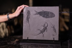 Рыба Asialepidotus shingyiensis и кейхозавры Keichousaurus hui