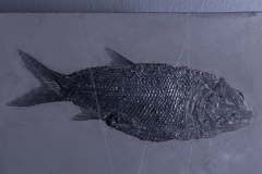 Рыба Asialepidotus shingyiensis и кейхозавры Keichousaurus hui