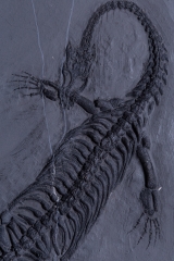 Рыба Asialepidotus shingyiensis и кейхозавры Keichousaurus hui