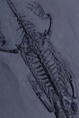 Рыба Asialepidotus shingyiensis и кейхозавры Keichousaurus hui