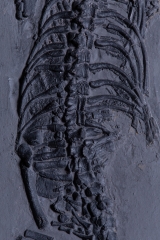 Рыба Asialepidotus shingyiensis и кейхозавры Keichousaurus hui