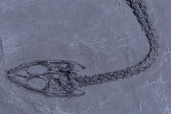 Рыба Asialepidotus shingyiensis и кейхозавры Keichousaurus hui