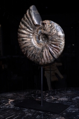 Аммонит Deshayesites sp. 