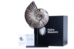 Аммонит Deshayesites sp. 