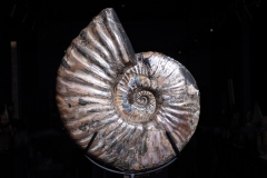 Аммонит Deshayesites sp. 