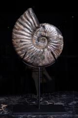 Аммонит Deshayesites sp. 