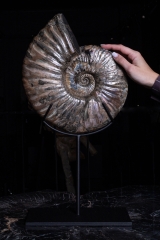 Аммонит Deshayesites sp. 