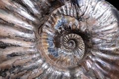 Аммонит Deshayesites sp. 