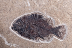 Рыбы Priscacara sp.