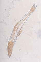 Рыба Prionolepis cataphractus и креветка Carpopenaeus sp. 