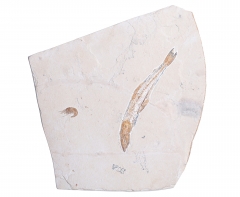 Рыба Prionolepis cataphractus и креветка Carpopenaeus sp. 