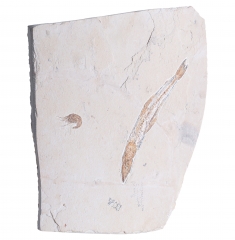 Рыба Prionolepis cataphractus и креветка Carpopenaeus sp. 