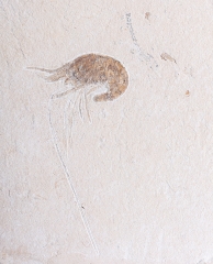 Рыба Prionolepis cataphractus и креветка Carpopenaeus sp. 