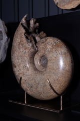 Аммонит Pachydiscus catarinae